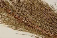 臺灣二葉松藏品圖，第4張