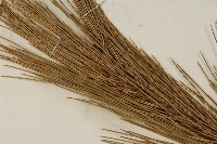 臺灣二葉松藏品圖，第5張