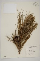 臺灣二葉松藏品圖，第1張