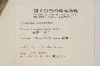 臺灣二葉松藏品圖，第2張