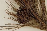 臺灣二葉松藏品圖，第3張