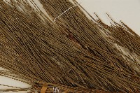 臺灣二葉松藏品圖，第4張