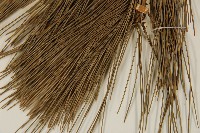 臺灣二葉松藏品圖，第5張