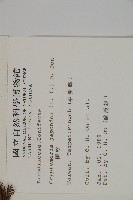 柳杉藏品圖，第2張