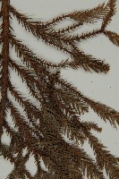 柳杉藏品圖，第3張