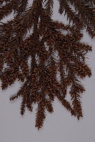 柳杉藏品圖，第4張