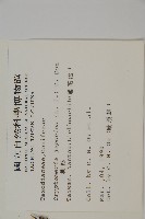 柳杉藏品圖，第2張