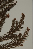 柳杉藏品圖，第4張