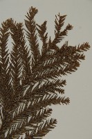 柳杉藏品圖，第5張