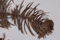 杉木藏品圖，第3張