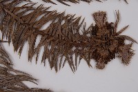 杉木藏品圖，第4張