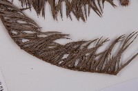 杉木藏品圖，第5張