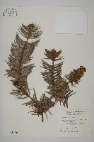 杉木藏品圖，第1張