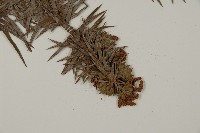 杉木藏品圖，第3張