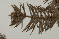 杉木藏品圖，第4張