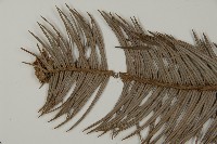 杉木藏品圖，第5張