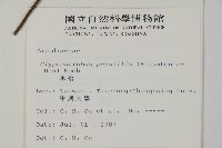 水松、廣東杉藏品圖，第2張