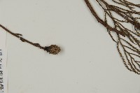 水松、廣東杉藏品圖，第3張