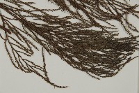 水松、廣東杉藏品圖，第4張