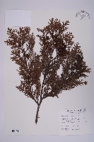 臺灣扁柏藏品圖，第1張