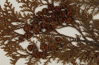 臺灣扁柏藏品圖，第3張