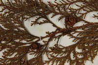 臺灣扁柏藏品圖，第4張