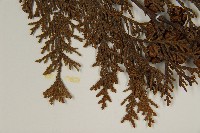 臺灣扁柏藏品圖，第5張