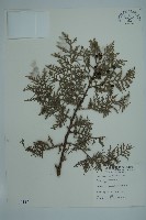 側柏藏品圖，第1張