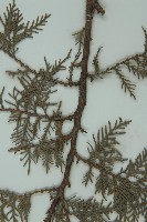 側柏藏品圖，第5張