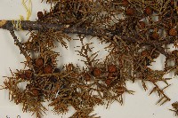 刺柏藏品圖，第3張