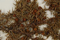 刺柏藏品圖，第4張