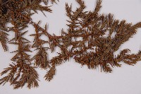 刺柏藏品圖，第5張