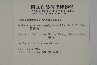 大葉羅漢松藏品圖，第2張