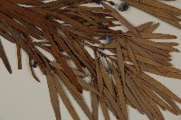 大葉羅漢松藏品圖，第3張