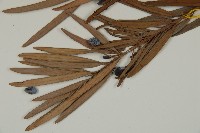 大葉羅漢松藏品圖，第4張