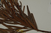 大葉羅漢松藏品圖，第5張