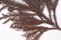 柳杉藏品圖，第3張