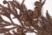 柳杉藏品圖，第4張