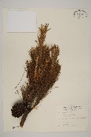 臺灣二葉松藏品圖，第1張