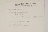 臺灣二葉松藏品圖，第2張