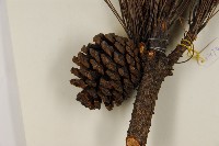 臺灣二葉松藏品圖，第3張