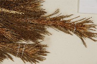 臺灣二葉松藏品圖，第4張