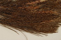 臺灣二葉松藏品圖，第5張