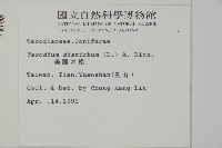 落羽松、美國水松藏品圖，第2張