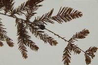 落羽松、美國水松藏品圖，第3張