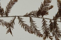 落羽松、美國水松藏品圖，第4張