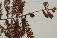 落羽松、美國水松藏品圖，第3張