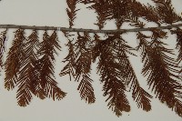 落羽松、美國水松藏品圖，第4張