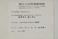 臺灣黃杉藏品圖，第2張