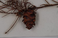 臺灣黃杉藏品圖，第3張